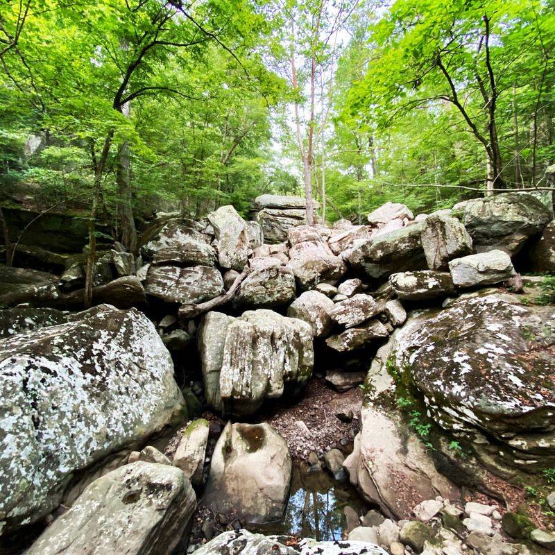 Beall Woods' Ancient Forest Giants