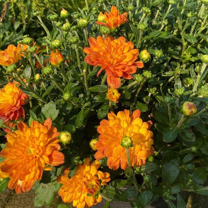 Ignoring Hardiness Ratings