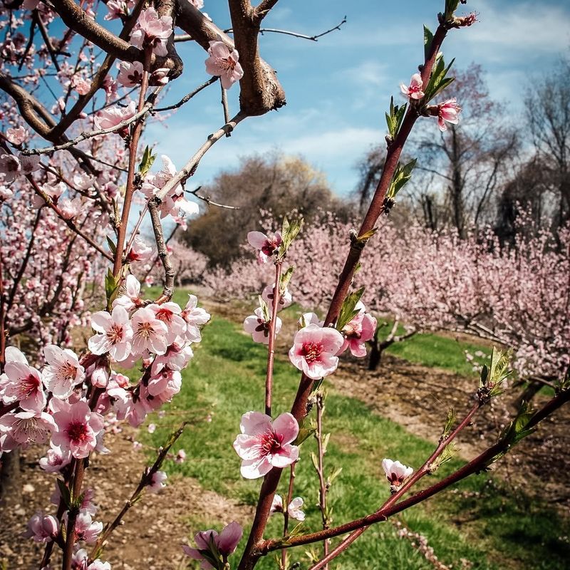 Visit Fruit Tree Orchards