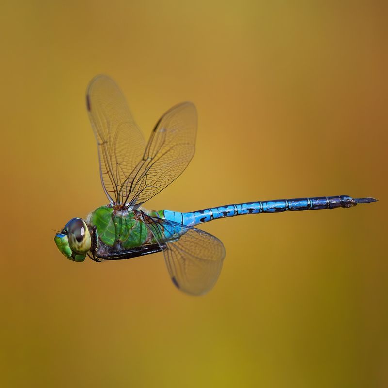 Dragonfly Autumn Highways