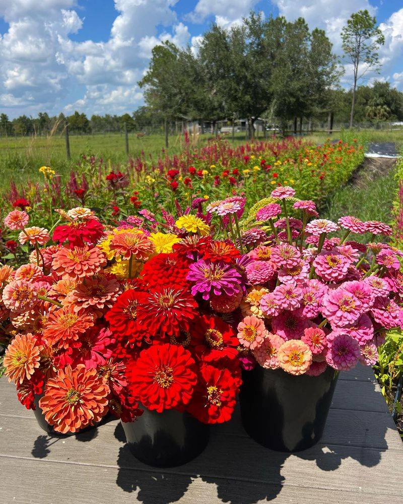 Heat-Loving Annual Flowers
