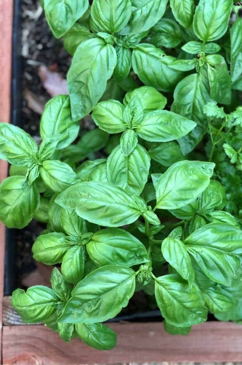 Tender Perennial Herbs Like Basil