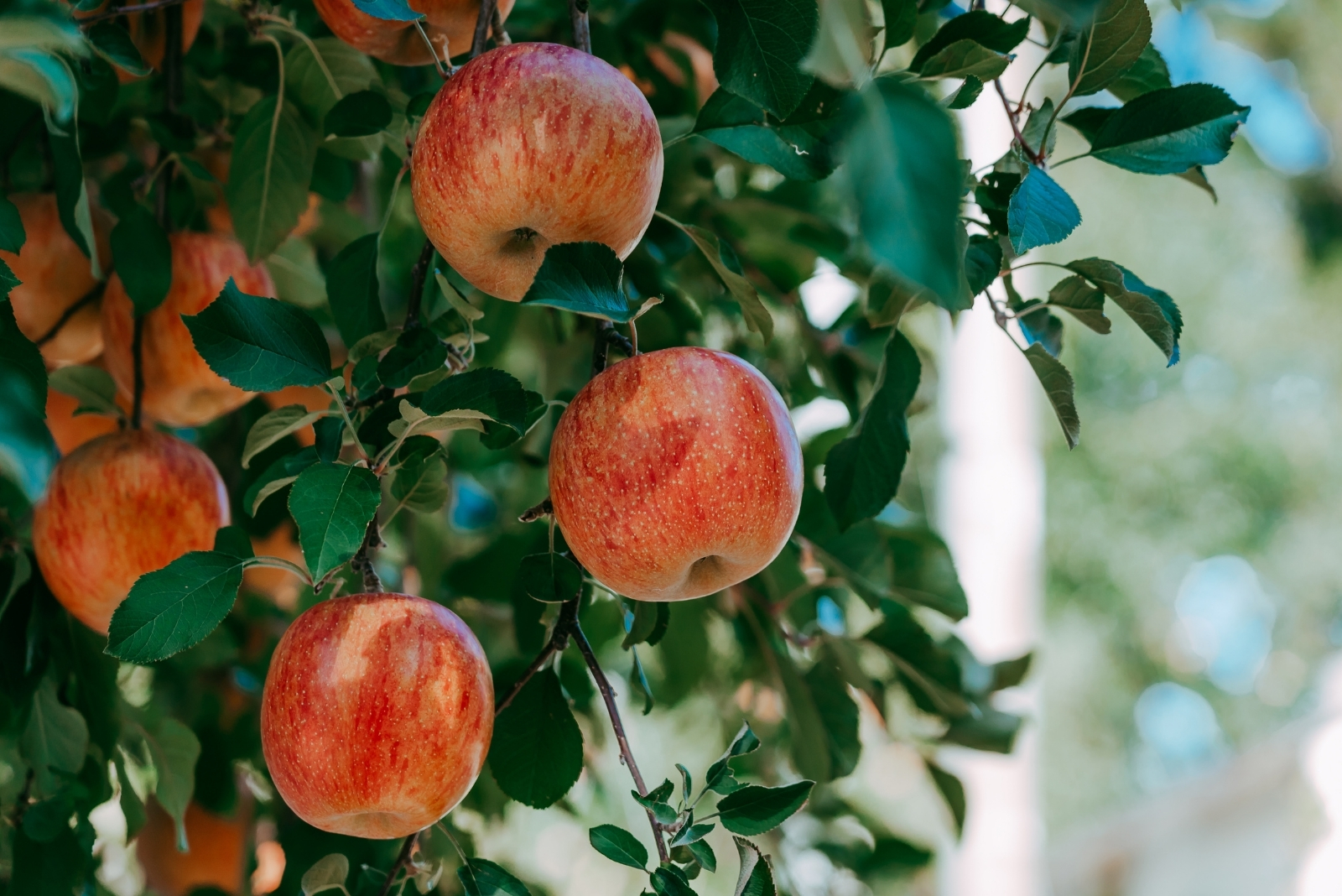Washington Backyard Fruit Trees That Can Live And Produce For 100 Years
