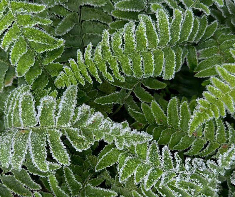 Cut After First Fall Freeze For Evergreen Varieties