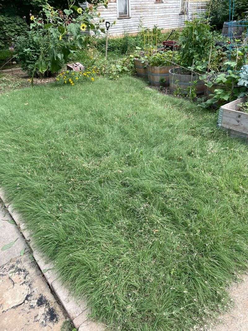 Consider Ohio-Native Grass Varieties