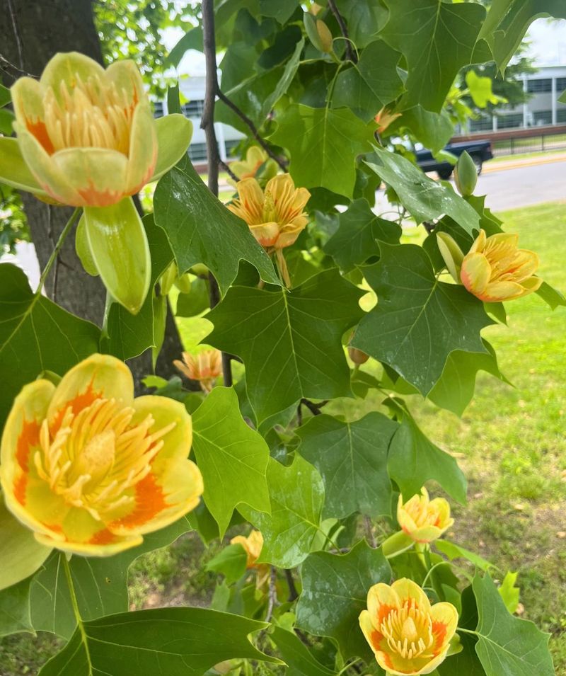 Alabama's Climate Creates Perfect Growth Conditions