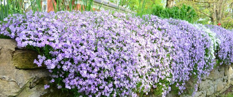 Feed Lightly For The Brightest Blooms