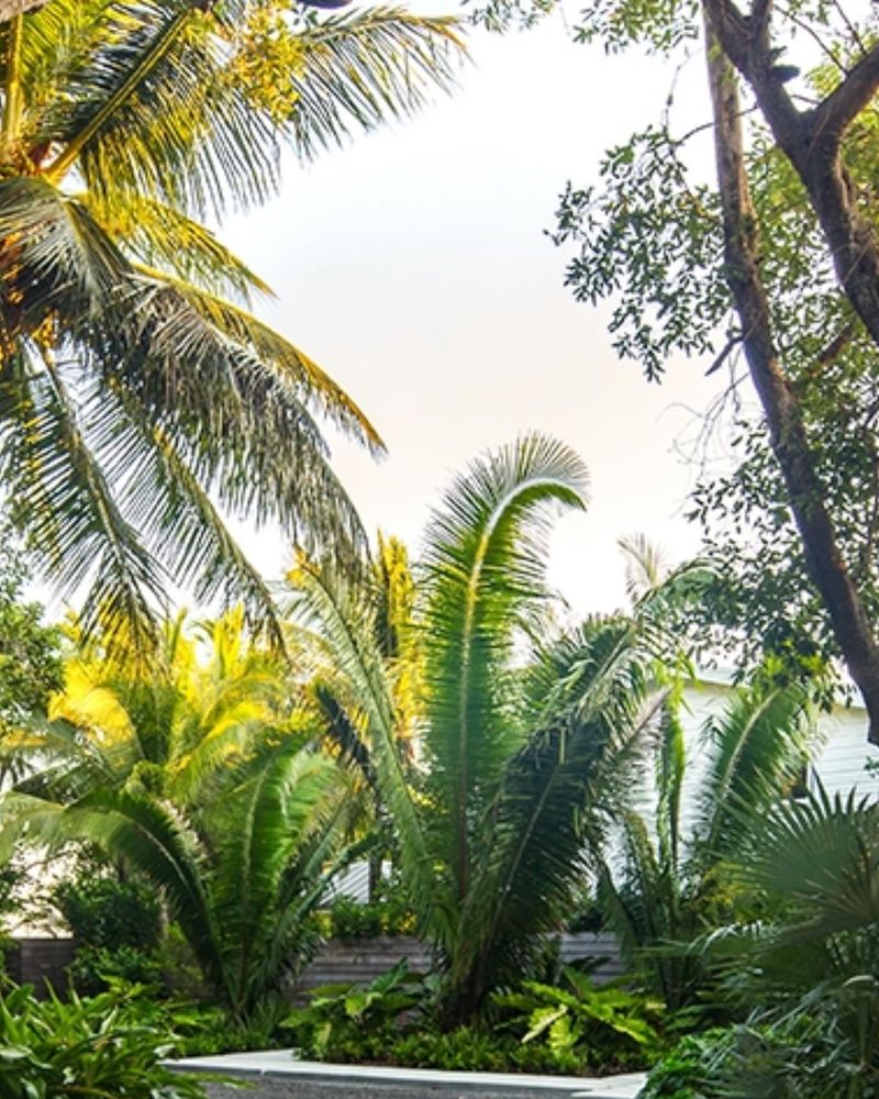 Non-Native Palm Trees