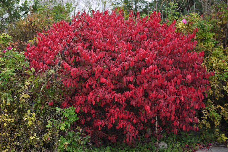 Non-Native Invasive Plants