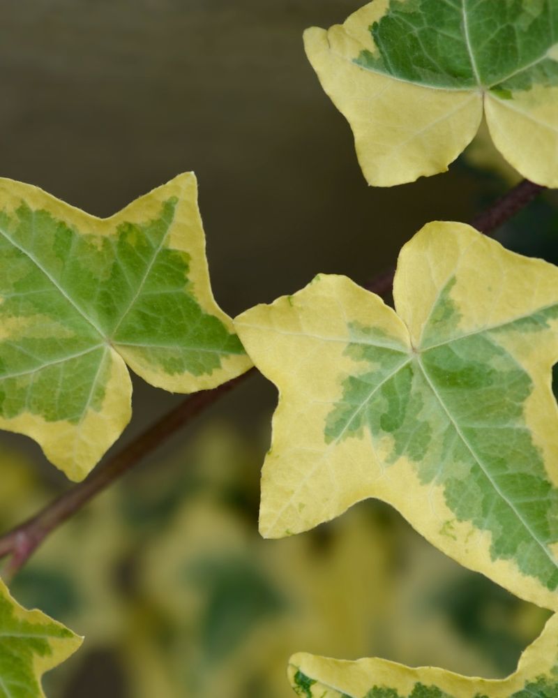 English Ivy And Other Invasive Ground Covers