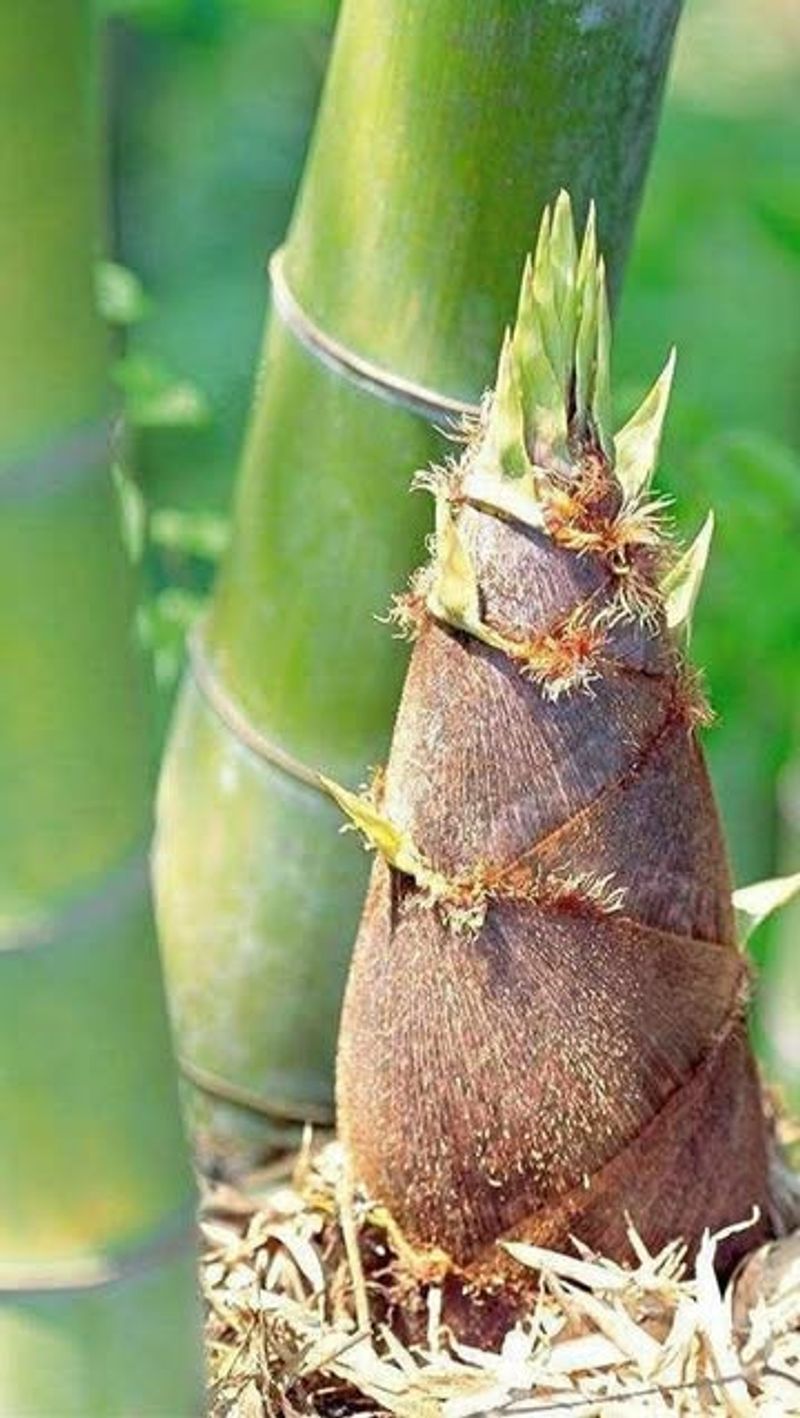 Non-Native Bamboo