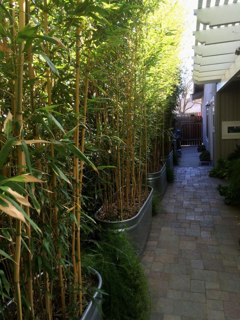Bamboo Provides Natural Screening Solutions