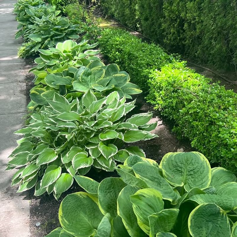 Single-Species Plantings