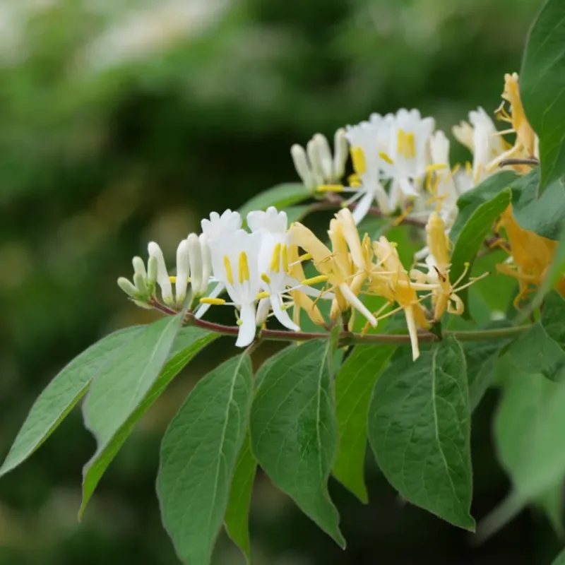 Non-Native Flowering Plants