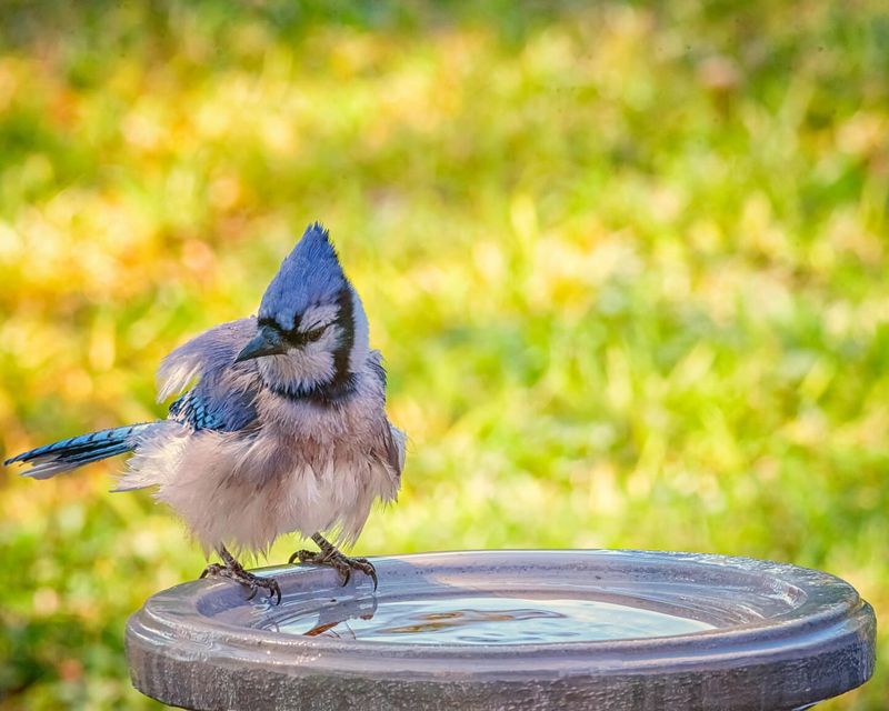 Competing Birds Causing Territorial Disputes