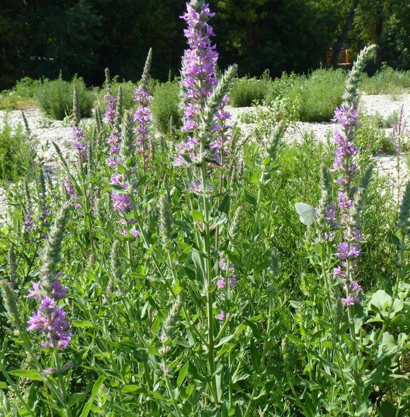Invasive Plant Species