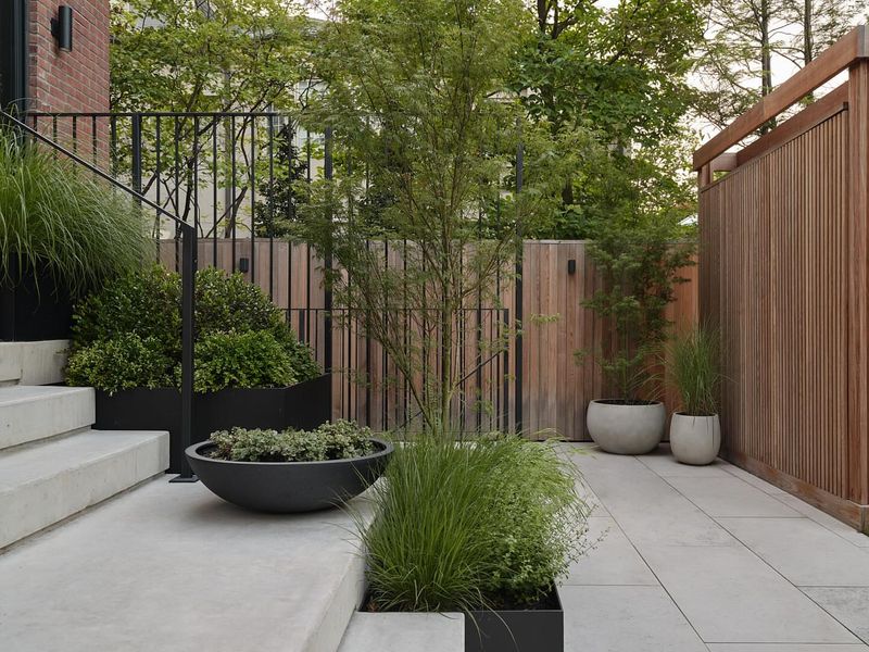 Privacy Hedges of Non-Native Plants