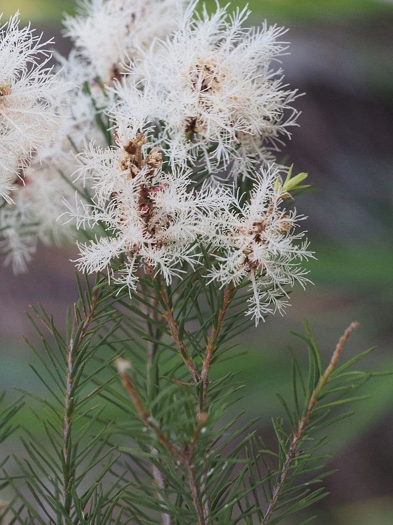 Melaleuca Tree
