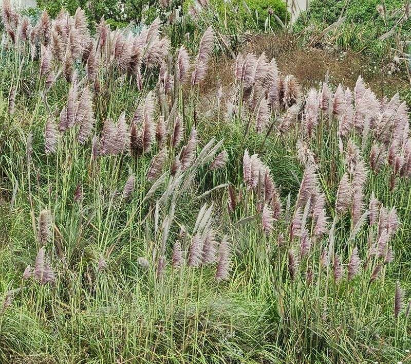 Jubata Grass