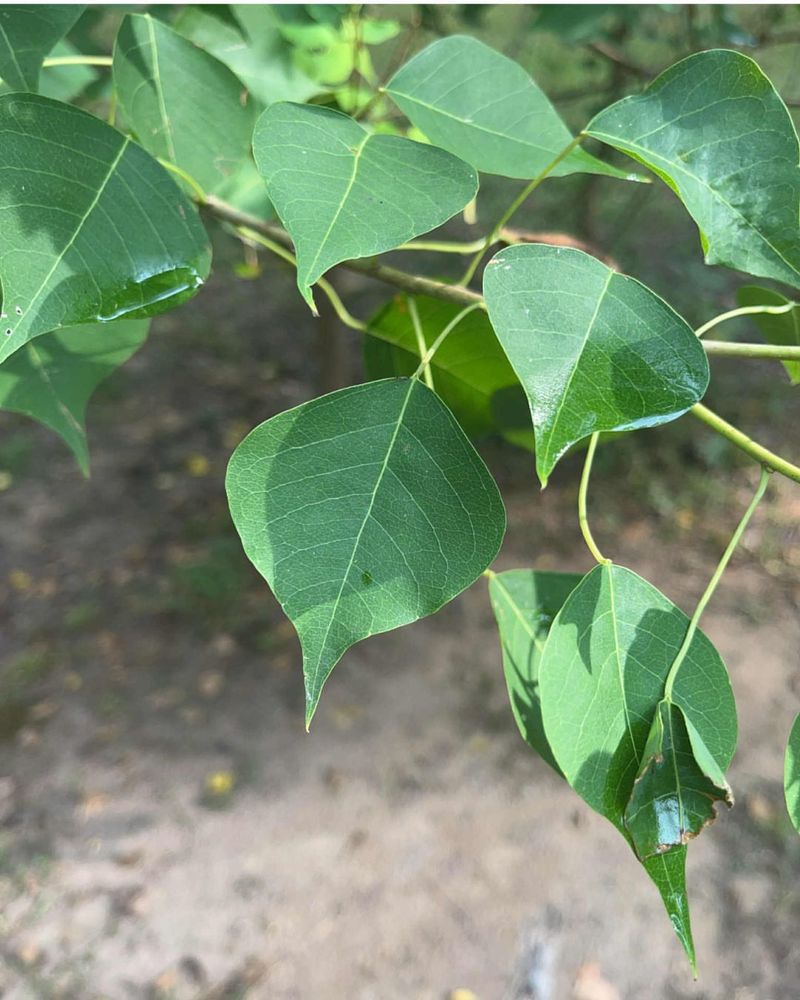 Chinese Tallow