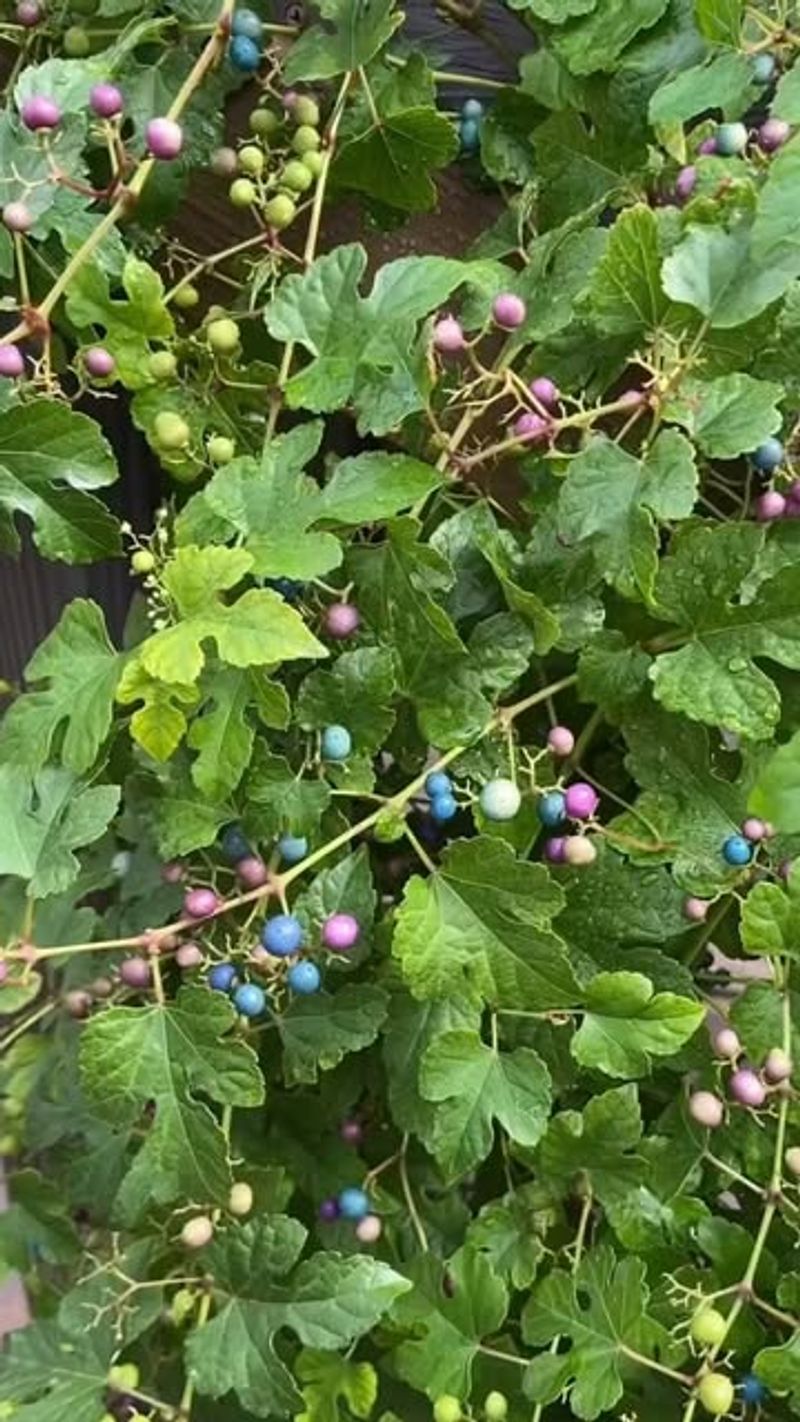 Porcelain Berry: The Vine That Swallows Trees