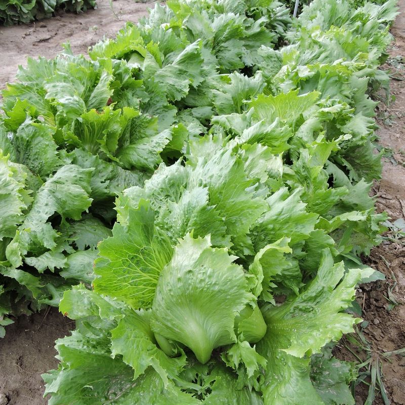 Fall-Friendly Crops Extend Harvests
