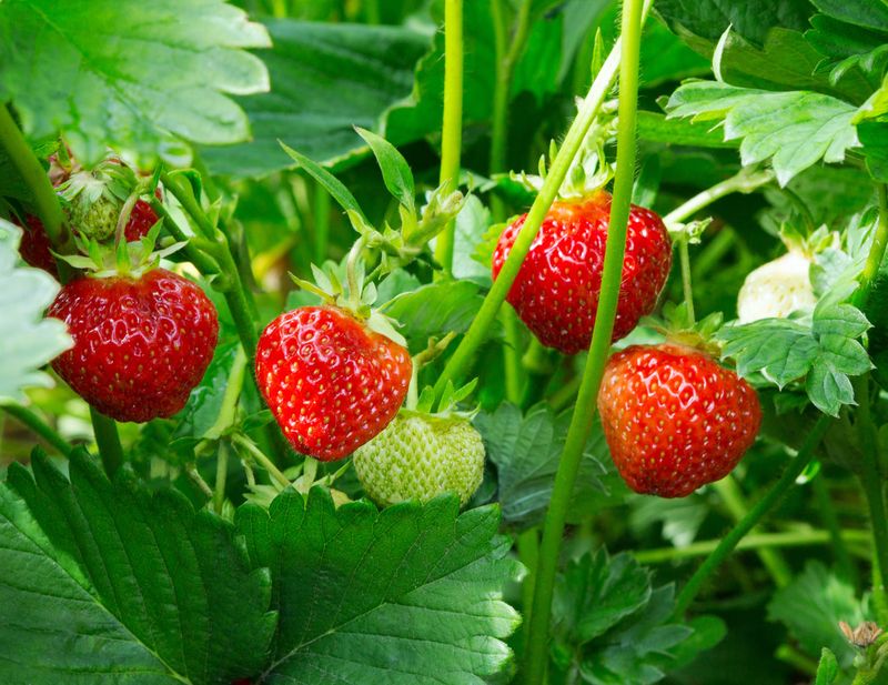 Disease Prevention For Spring Success