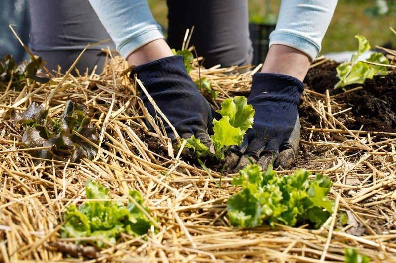 Mulch For Protection