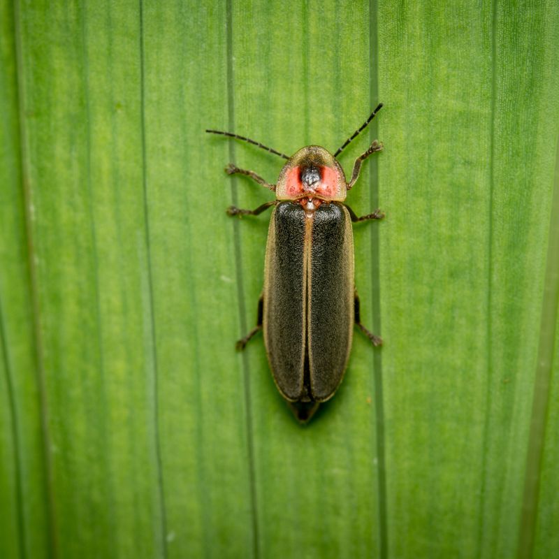 Invasive Species Outcompeting Native Fireflies