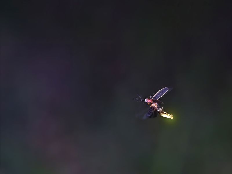 Invasive Species Competing For Resources