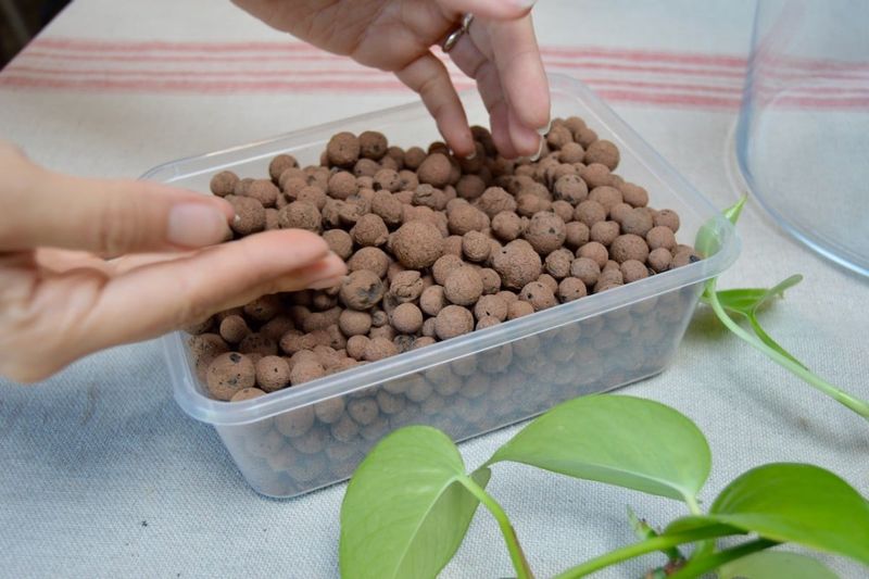 LECA Pebbles For Hassle-Free Growth