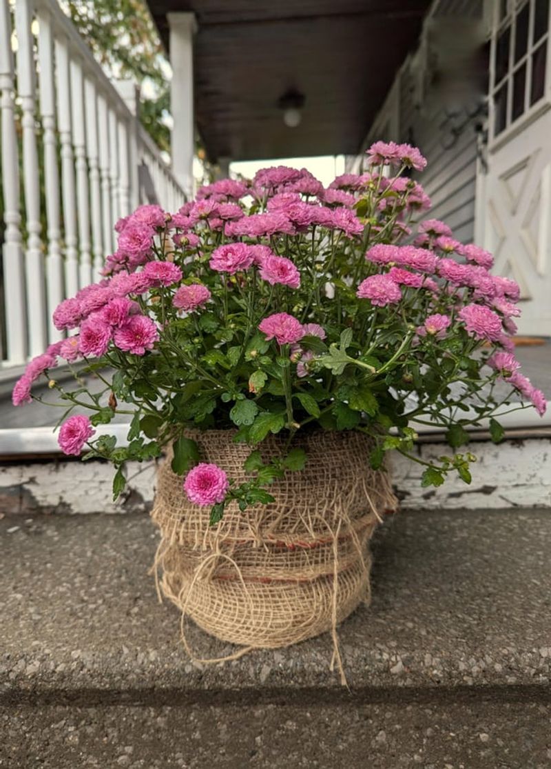 Use Quality Potting Mix