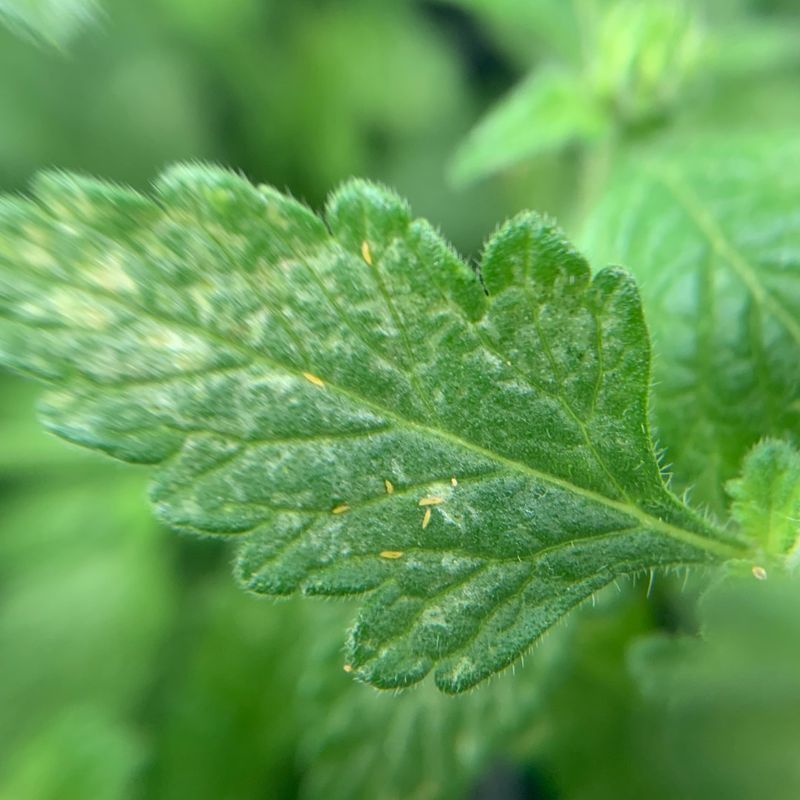 Defend Against Pennsylvania's Common Pests