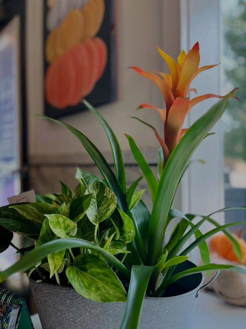 Feed Flowering Plants Properly