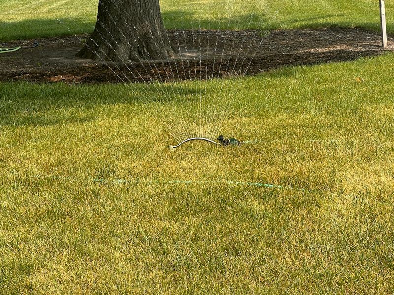 Applying Fertilizer During Drought