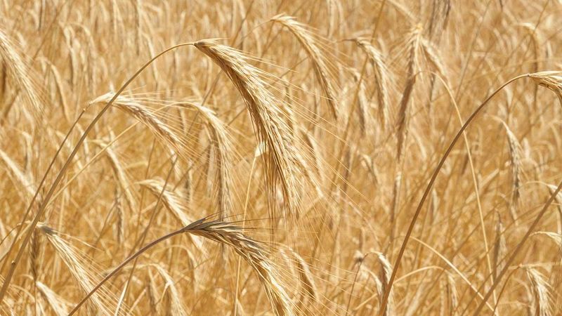 Managing Pests Without Extra Cost