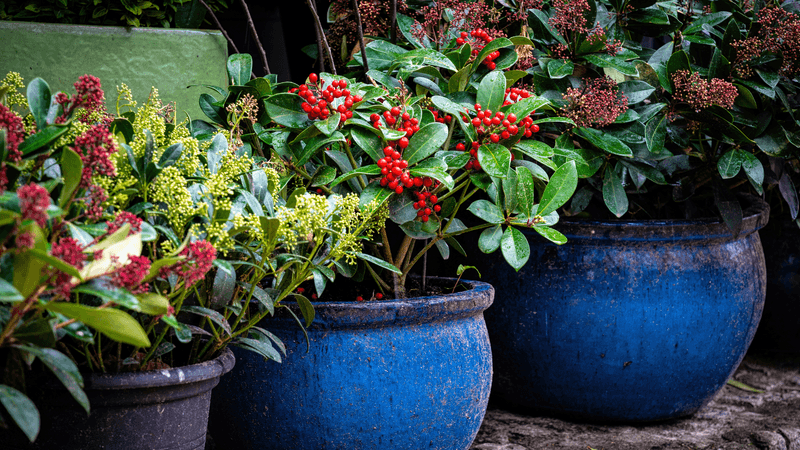Neglecting Winter Protection