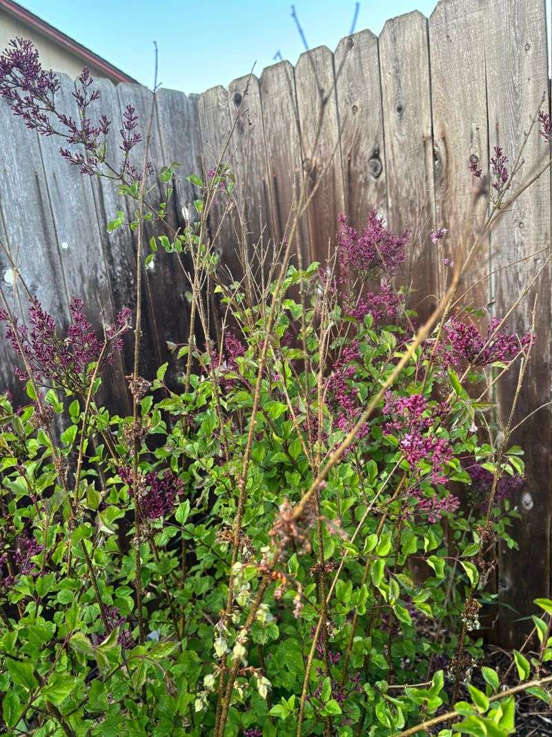 Pruning Practices For Texas Conditions