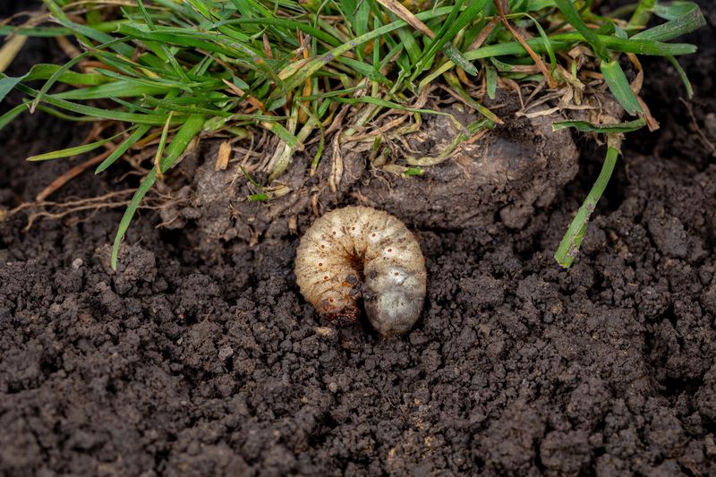 Ignoring Grub Infestations