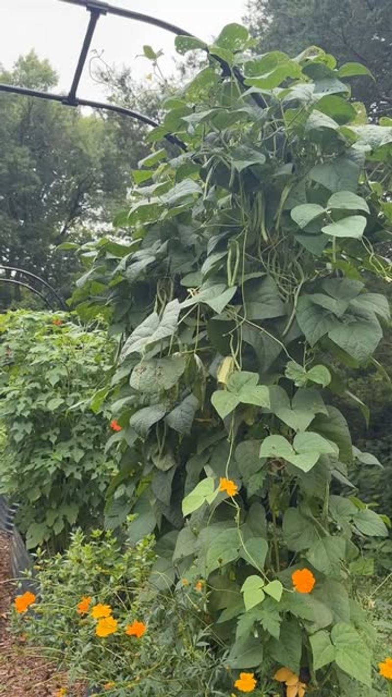 Pole Beans