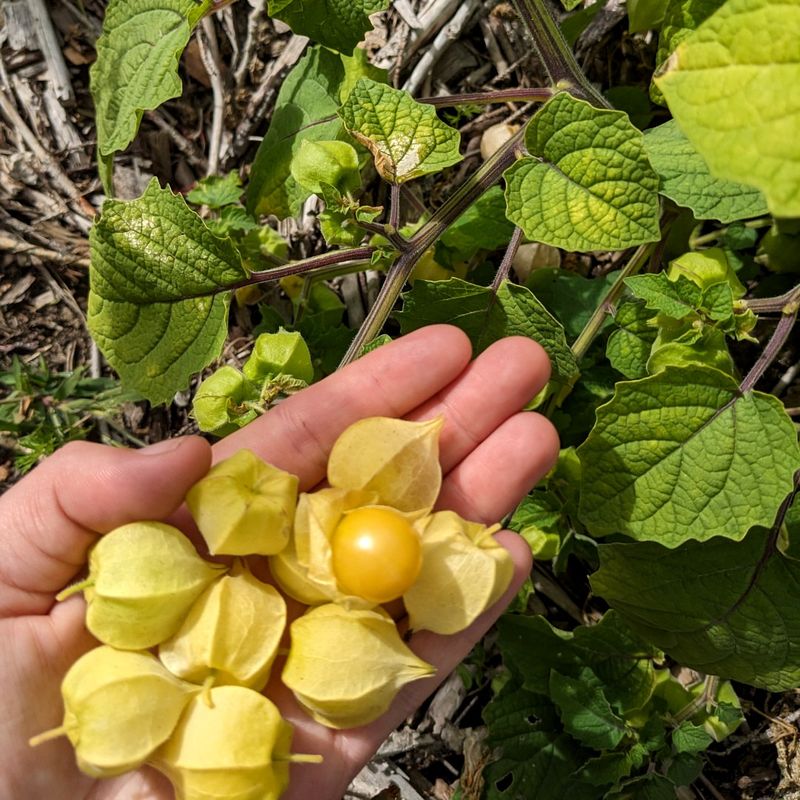 Ground Cherries: The Forgotten Fruit Perfect For Indiana Soils