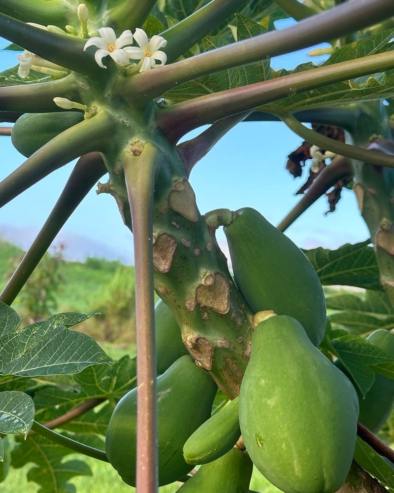 Papaya Paradise