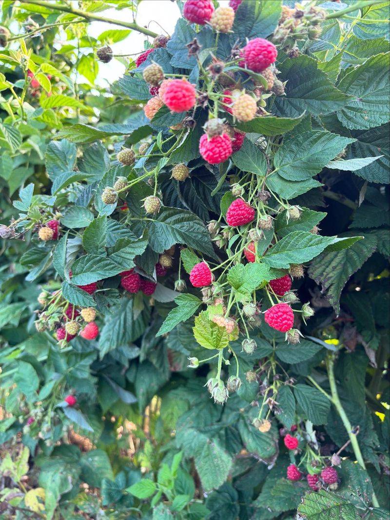 Raspberries