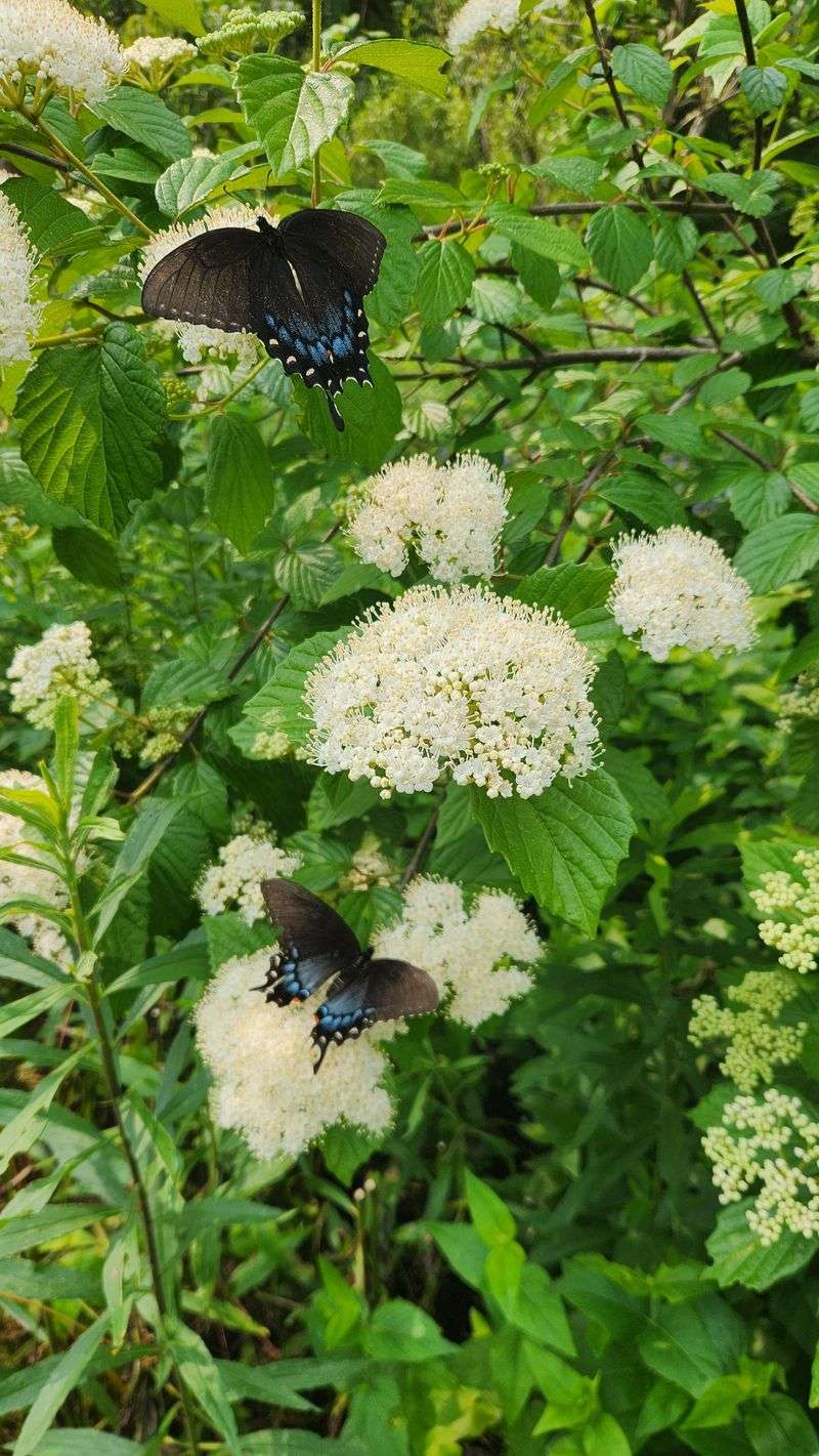 Southern Arrowwood