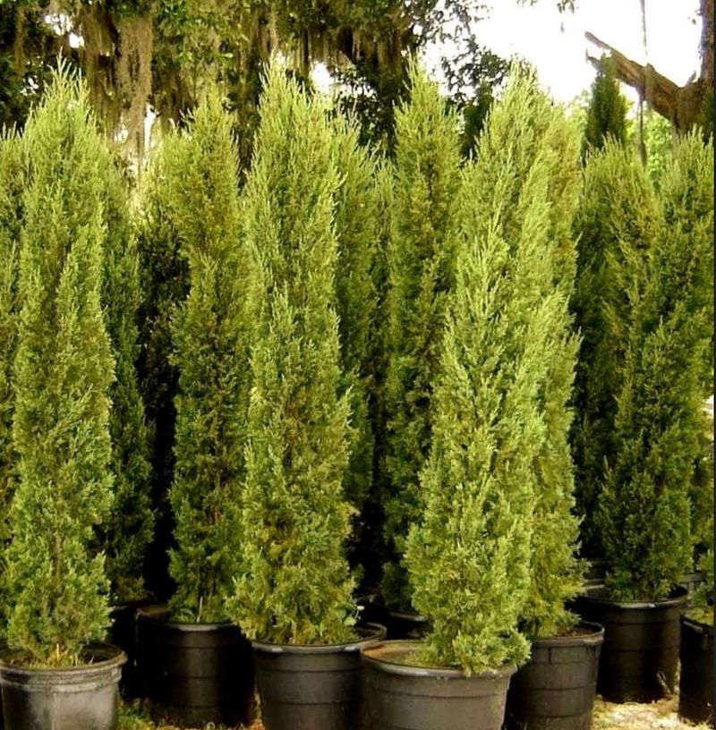 Italian Cypress