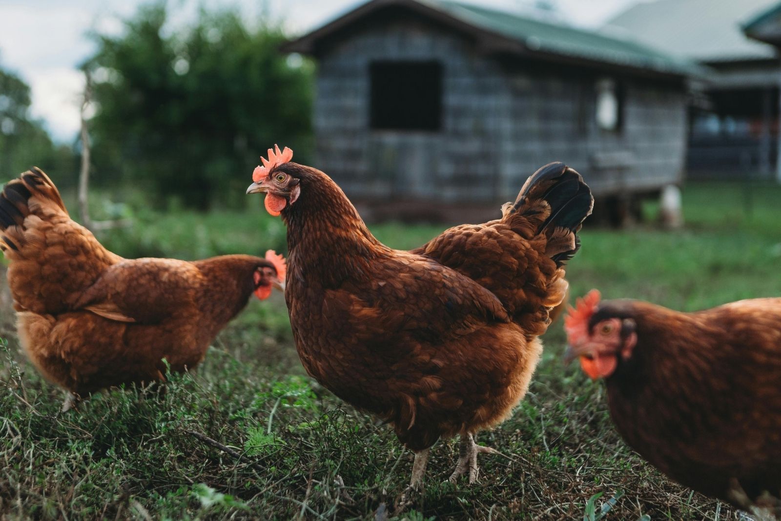 Ways Homesteading Is Expanding Into Texas And Arizona Suburbs