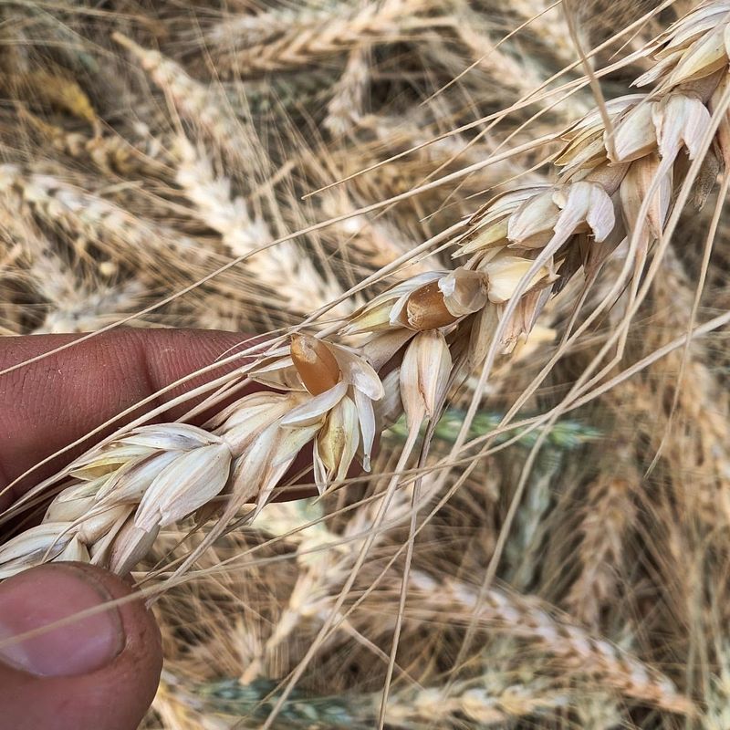 Starting Small With Wheat Varieties