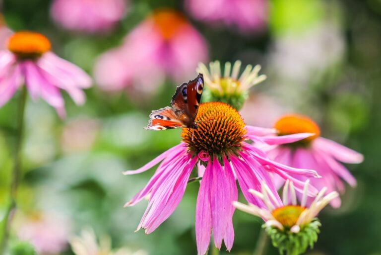Butterfly on Coneflower