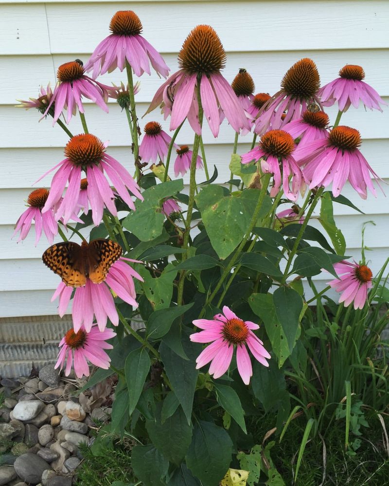 Plant Native Texas Flowers