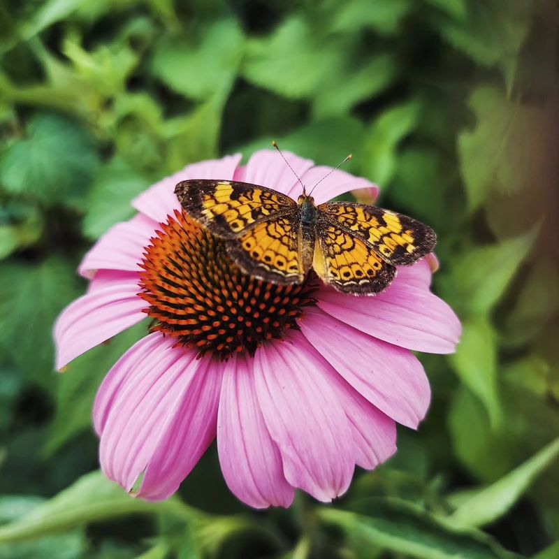 Wildlife Viewing Adds Unexpected Joy
